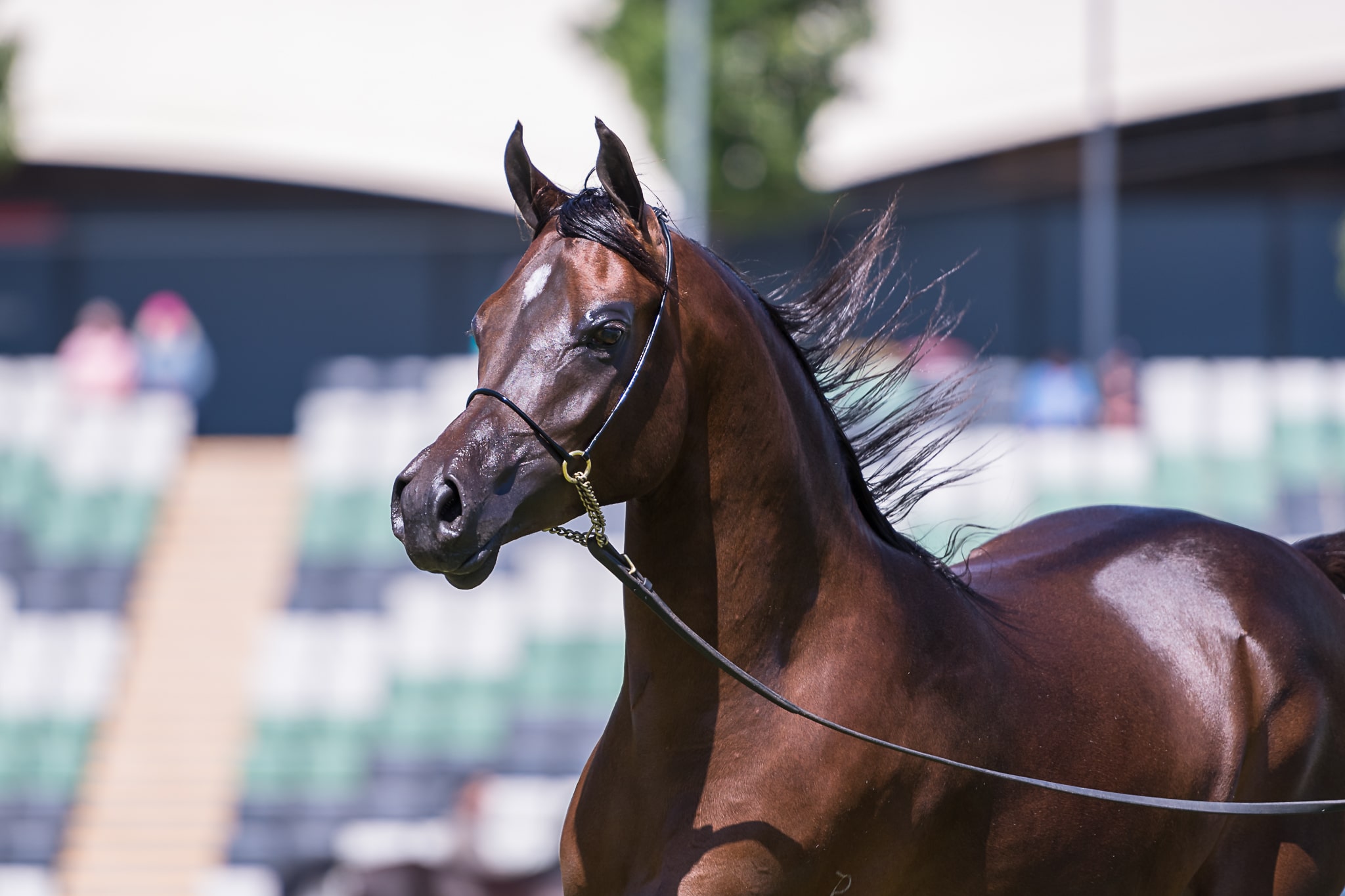 Arabian Horse Breeders Alliance Australasian Cup EQUITANA Melbourne
