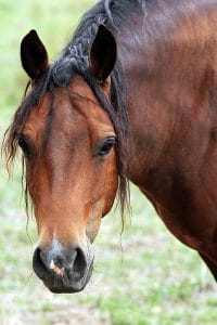 Morgan Horse head