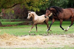 Young Morgan Horse running 