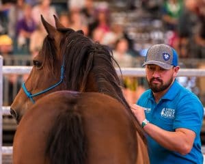 TOWTH Competitor patting his horse