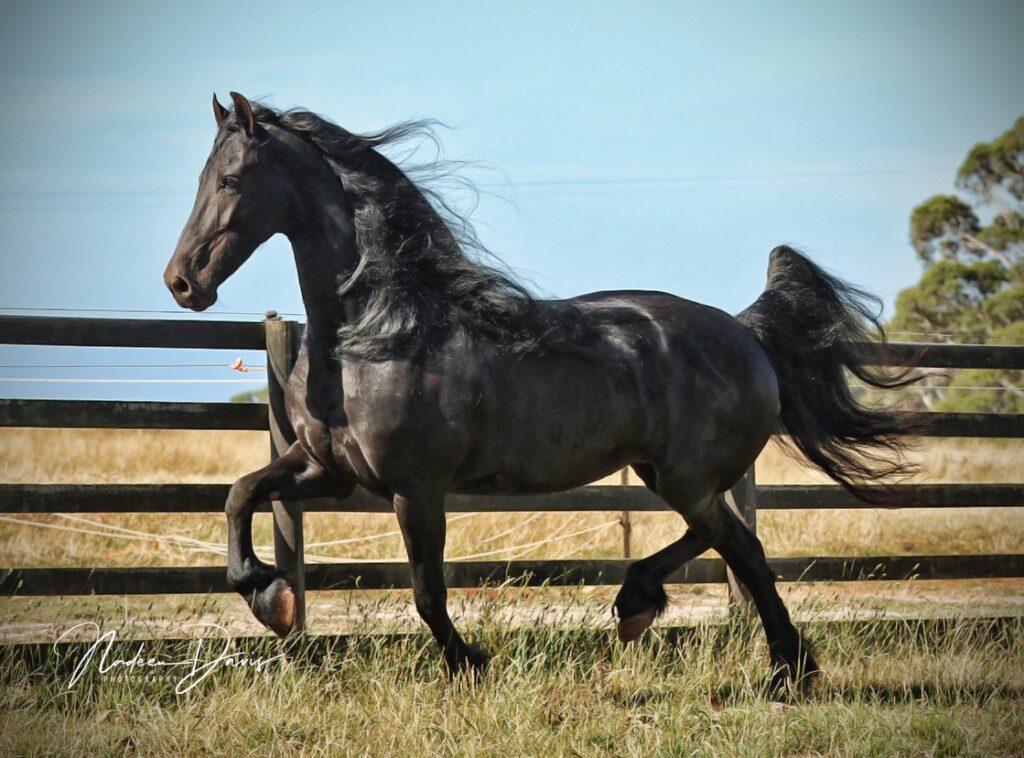 Australian Quarter Horse - EQUITANA Melbourne