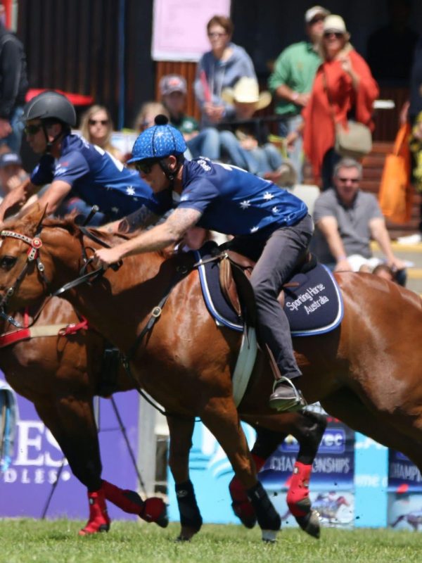 better sporting horse