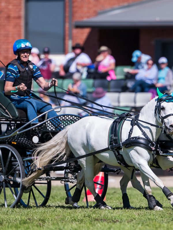 competition_carriage_driving