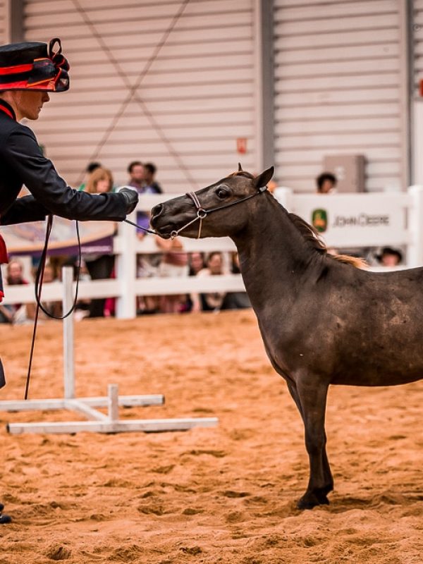 competition_minitana